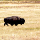 Solitary bison in sunlit plain with golden grasses