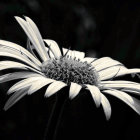 Monochrome close-up of elegant daisy flower