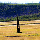 Stylized forest scene with prominent tree and coniferous backdrop