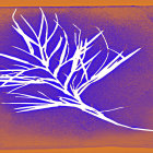 White leafy silhouette on textured orange and purple background