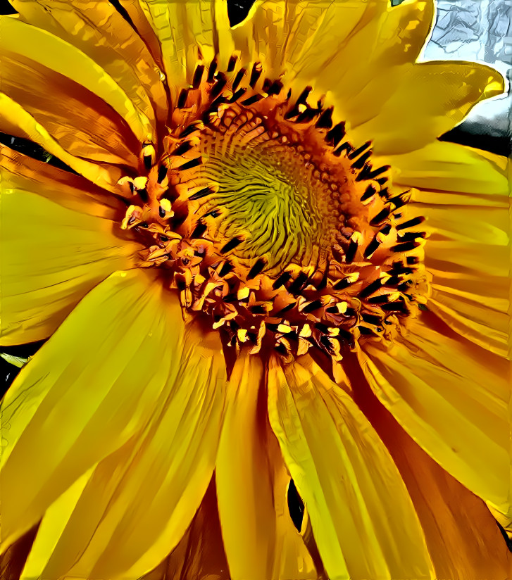 Sunflower yellow 