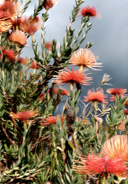 Protea field