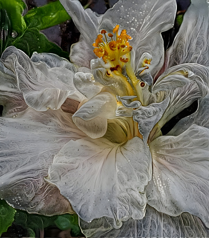 Hibiscus