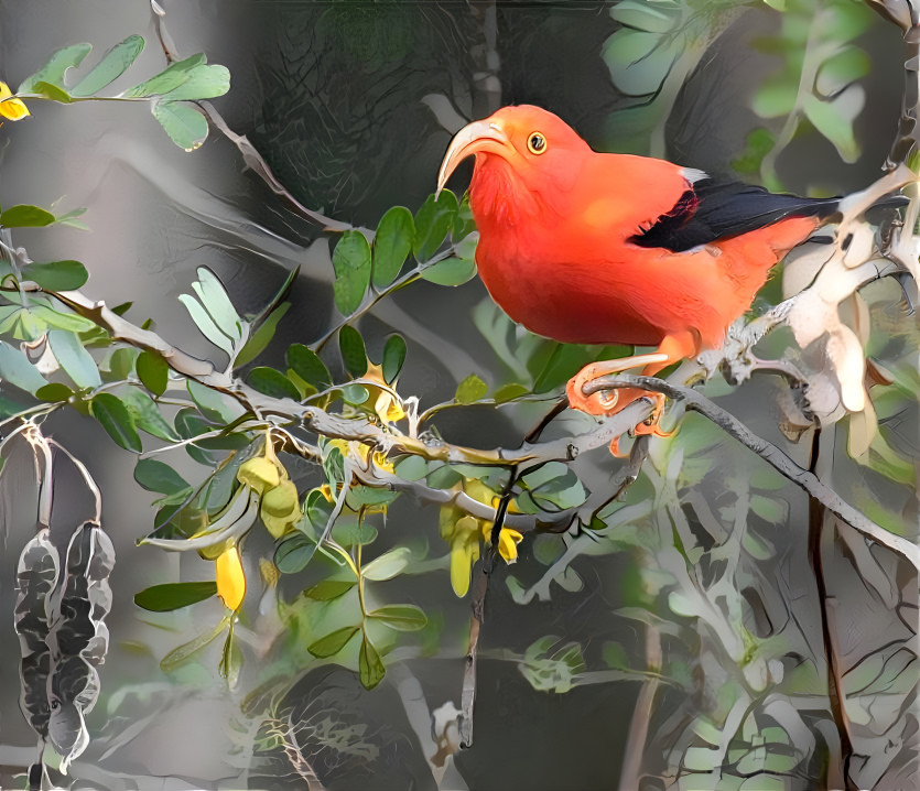 I'iwi, native Hawaiian forest bird