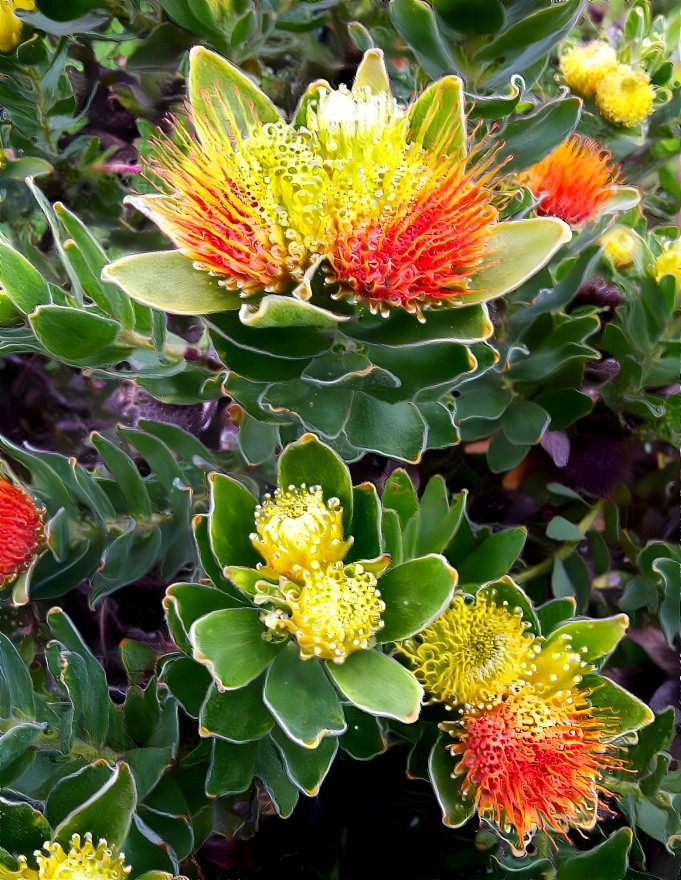 Protea flower's