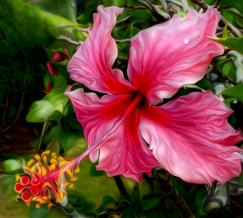 Hibiscus joy