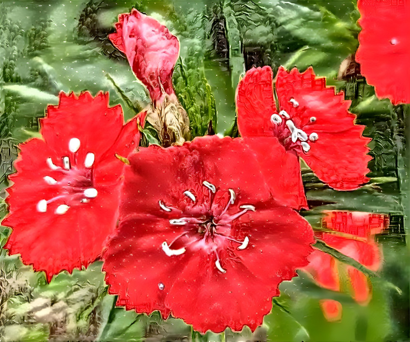 Sweet William