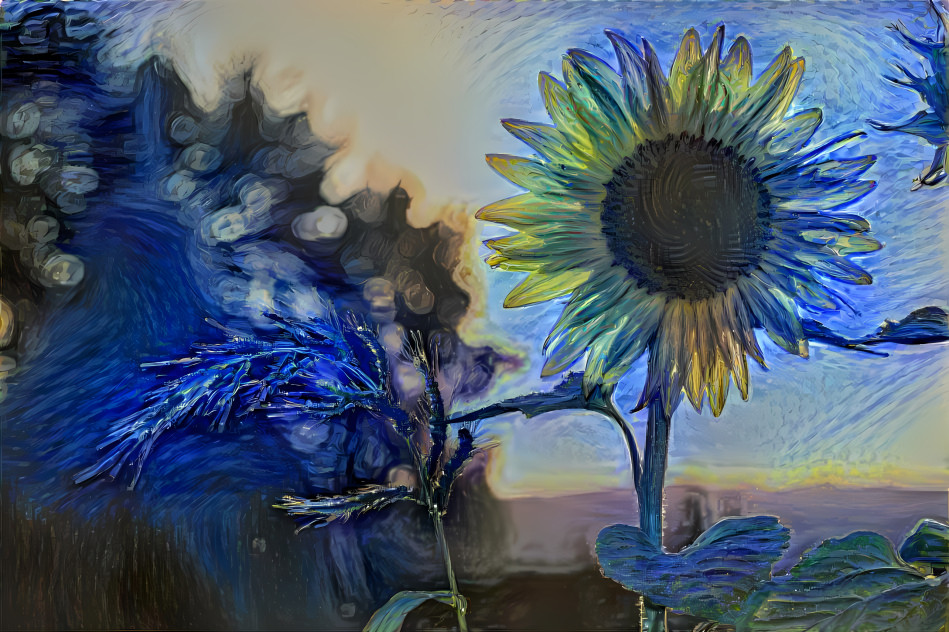 Blue sunflower