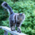 Blue-eyed striped cat walking on white ledge amidst lush green foliage