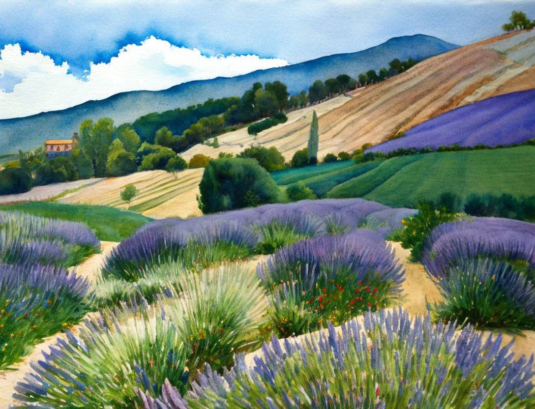 Colorful Watercolor Painting of Rural Landscape with Lavender Fields