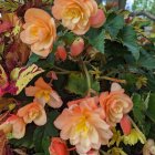 Detailed painting of blooming peach roses with butterflies and lace border