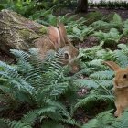 Brown and White Rabbits Among Green Ferns