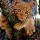 Realistic illustration of majestic orange tabby cat with amber eyes and gem pendant in tree.