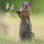 Squirrel standing on hind legs with white flowers on branch