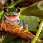 Colorful Frog Illustration on Log in Lily Pad Pond