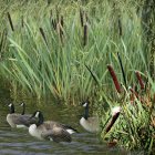 Detailed painting of seven ducks by tranquil water with lush greenery.