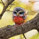 Fantasy owl illustration with steampunk hat on autumn branch