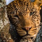 Close-up: Striking tiger face with orange fur and black stripes