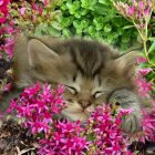 Fluffy kitten napping in pink flowers with greenery.