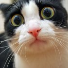 Black and White Cat with Green Eyes Holding Brown Mug