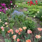 Colorful Flower Garden with Stone Steps and Serene Pond