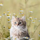 Fluffy Tabby Cat with Blue Eyes in Sunny Meadow with Daisies