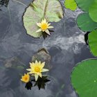 Ornate koi fish among lily pads and fallen leaves in dark water