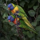 Colorful Parrots Perched on Branch in Lush Green Setting