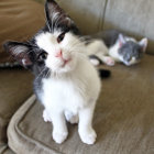 Two white and gray cats with blue eyes playing together, one holding a small brown object.