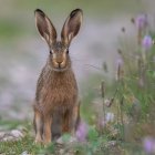 Anthropomorphic rabbit in elegant clothing on cobblestone path