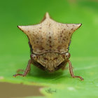 Detailed close-up of fly with intricate wing patterns on green leaf