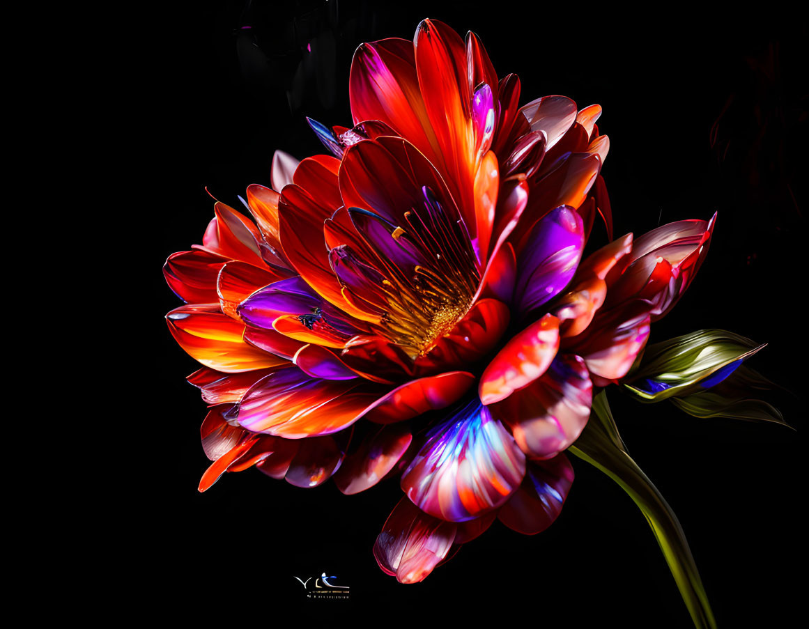 Colorful Flower with Red, Orange, and Pink Petals on Dark Background