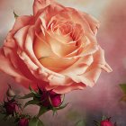 Detailed Large Pink Rose Illustration with Smaller Roses and Textured Background