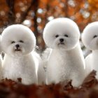 Stylized white poodles against autumn leaves background