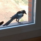 Colorful Bird on Window Ledge with Abstract Background