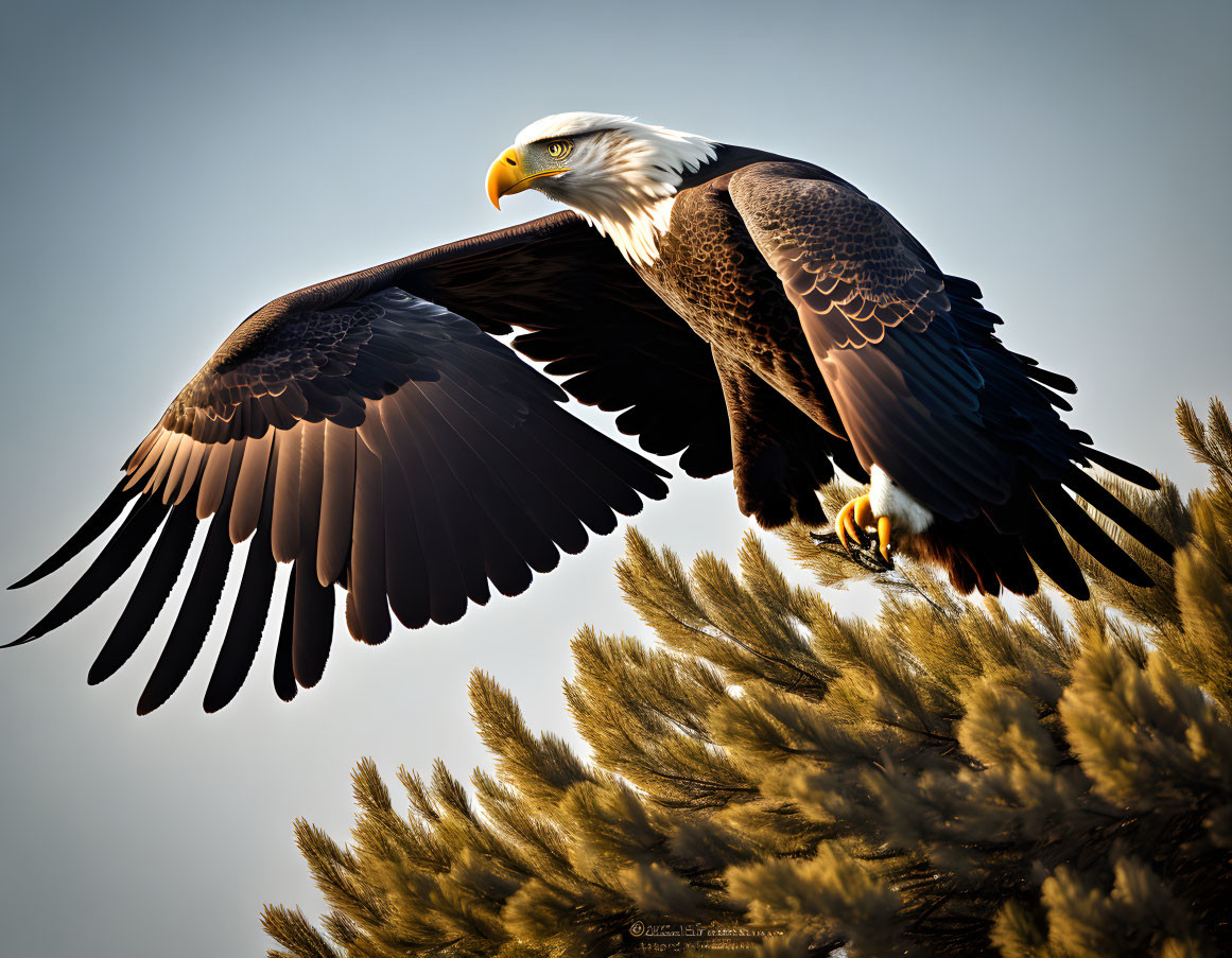 Majestic bald eagle mid-flight, wings spread wide, backlit by soft glow