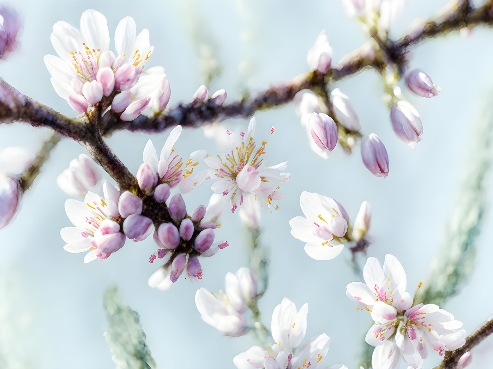 Delicate cherry blossoms on branches against light blue sky