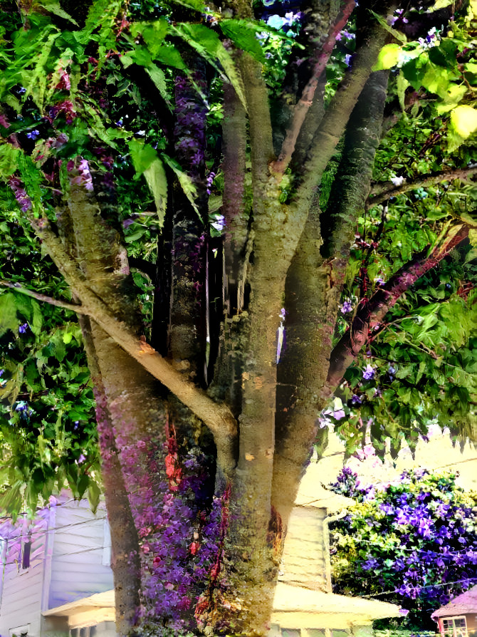 WISTERIA TREE