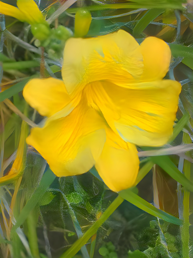 DAY LILY