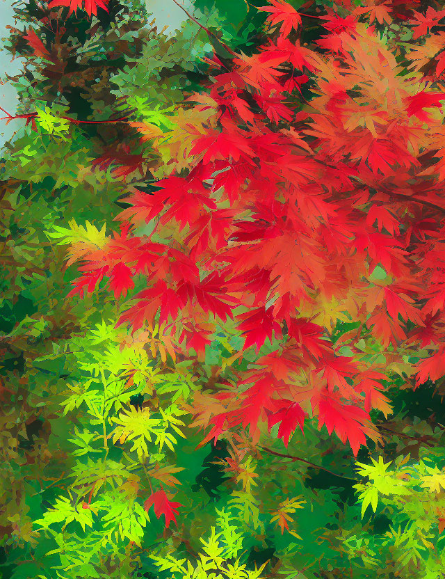 Colorful Maple Leaves in Autumn Transition