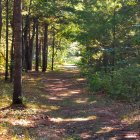 Sunlit Forest Path with Tall Trees and Green Foliage Leading to Clearing