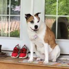 Red-collared dog beside red sneakers with window and trees in background