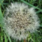 Detailed close-up of white dandelion seeds against green background