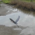 Heron in Flight Over Calm Waters with Reflection and Water Lilies