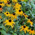 Field of Yellow Sunflowers in Various Stages of Bloom