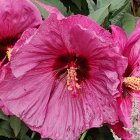 Bright Pink Hibiscus Flowers with Yellow Stamens and Green Leaves