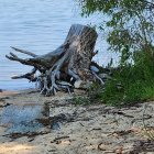 Twisted tree roots on sandy beach by turquoise sea