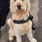 Cream-colored Doodle Dog with Blue Collar on Dark Background