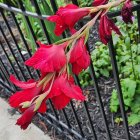 Striped red flowers and cacti by wooden fence