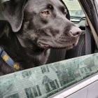 Black dog with glossy coat in car window under light rain creates bokeh effect.